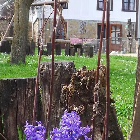 Lavender Bebrovo